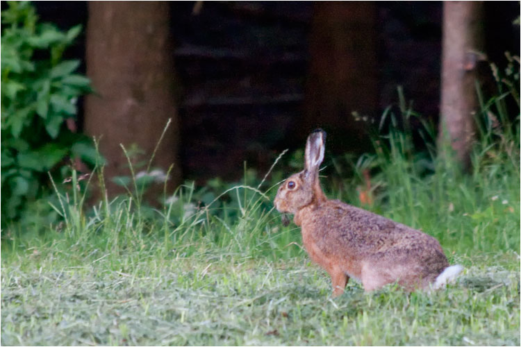 Der Feldhasen lässt sich auch blicken