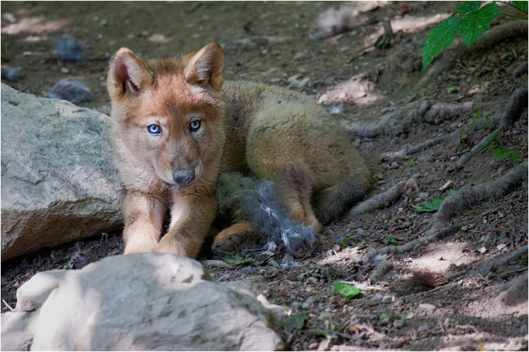 Meine blauen Augen werden sich mit der Zeit sich in Gelb verfärben.