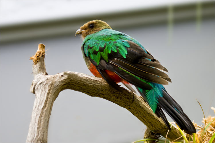 Goldkopftrogon, sein Zuhause ist der tropischrer Regenwald