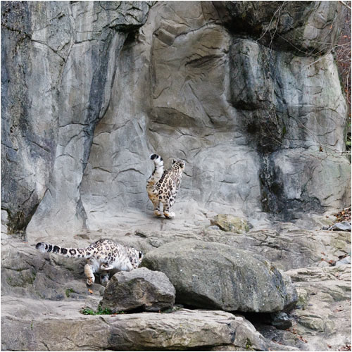 Einer der schönsten Sprünge...