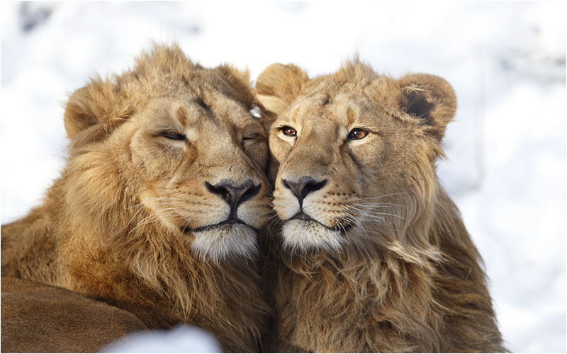 eine freundschaftliche Sache