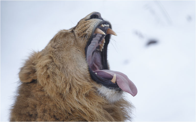 Einmal richtig schreien