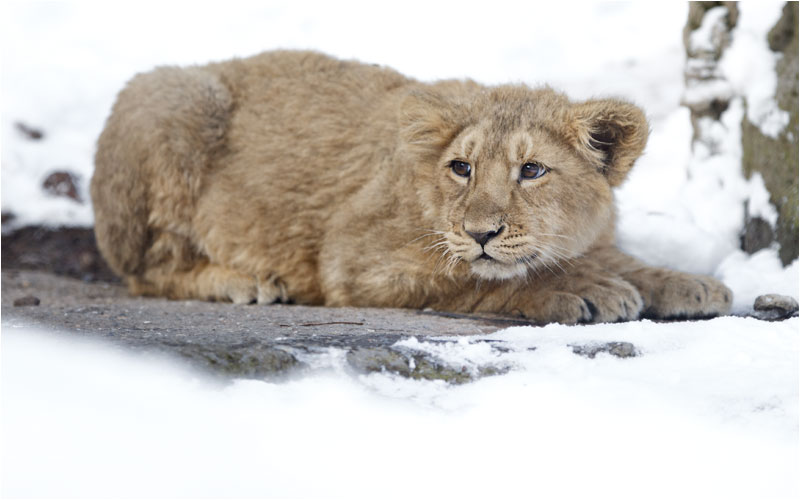 Was einschienen nicht jeder gefällt
