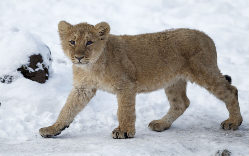 auf Spaziergang-Tour