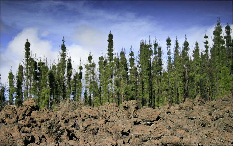 Ein junger Wald auf nahrhaften Boden