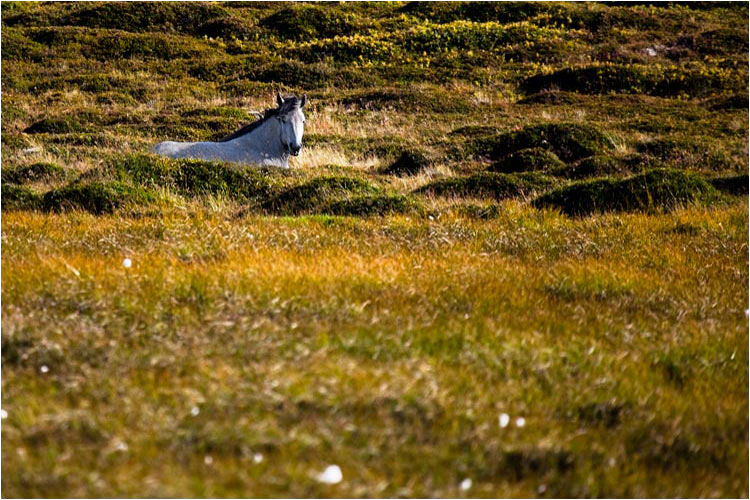 Das Isländisches Pferd ist heute nicht mehr von diese Insel wegzudenken