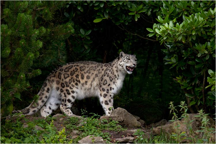 Dshamilja auf Spaziergang