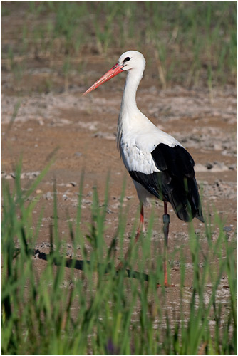 Weissstorch in Fotopose, Greiffensee