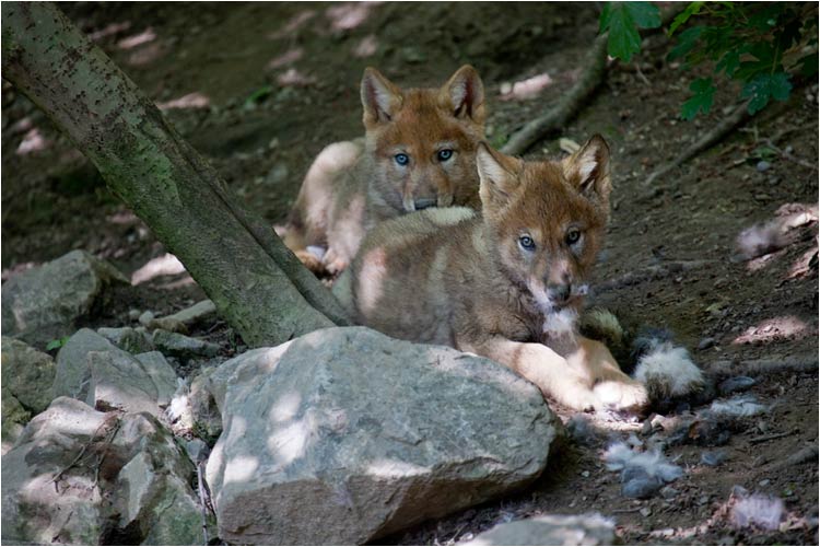 Diese Feder, die kleben immer an meiner Zungen