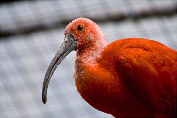 Roter Ibis, natürlichen Lebensraum: Küstennähe Sümpfen