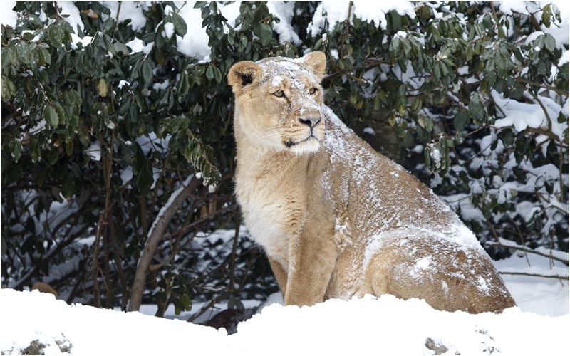 Wie es aussieht mag Joy den Schnee
