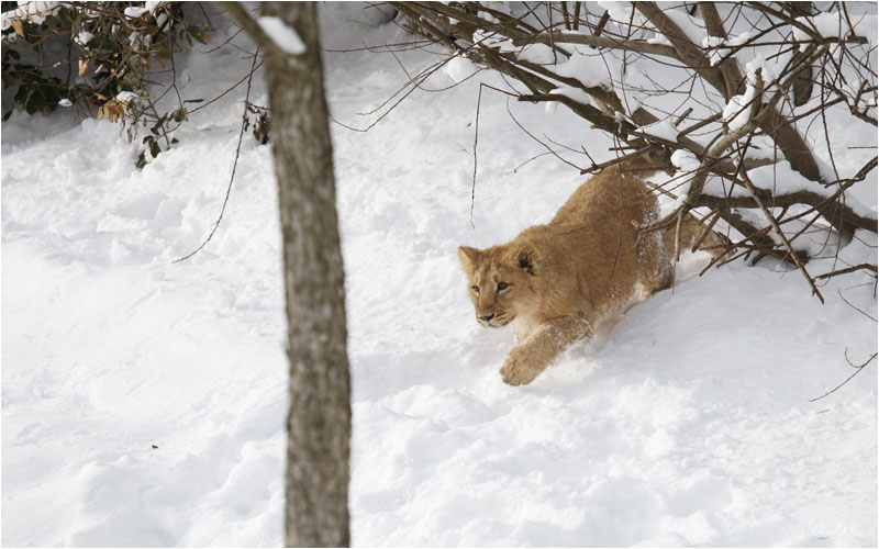 Das sieht nach gräflichen Angriff-Startposition