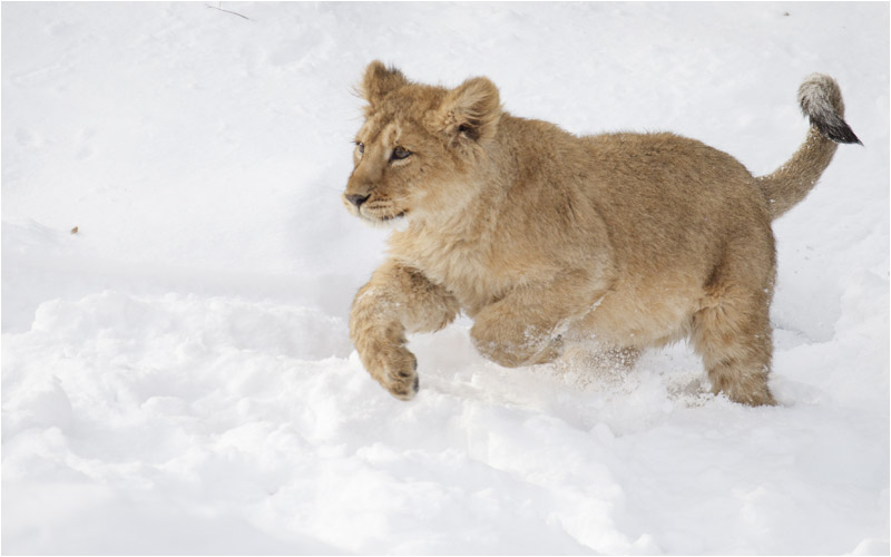 Im Schnee ist es nicht so leicht zu springen