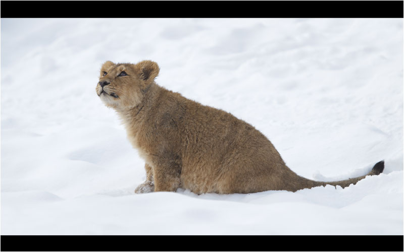 Eine Krähe die dich nervt?