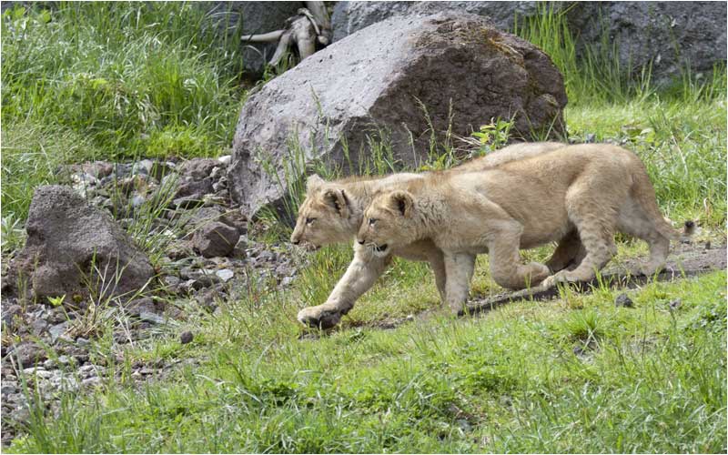 Jeevana (weiblich) Jasraj (männlich) sind am 3.2.2009 im ZH Zoo geboren