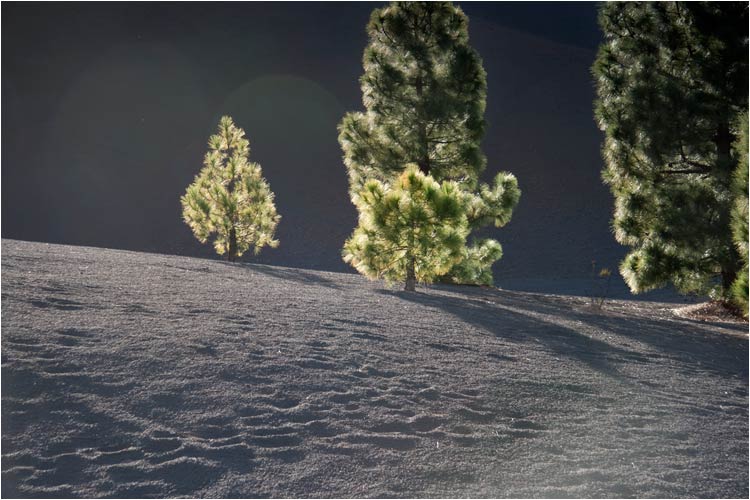 Die einzige Pflanze die auf diesen Aschenboden