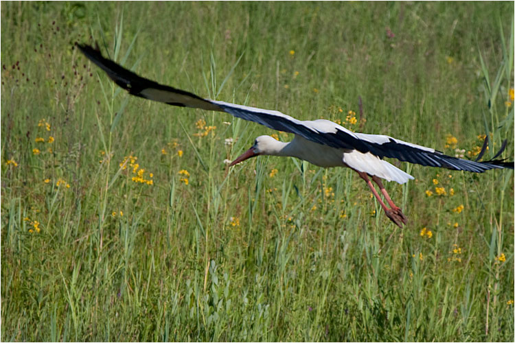 Weissstorch beim Abflug, Greiffensee