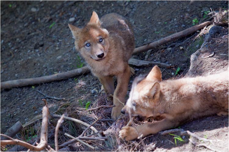 Oh oooh, da bewegt sich etwas im Gebüsch