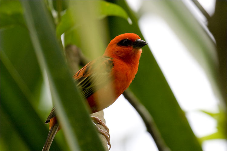 Madagaskarweber, Männchen
