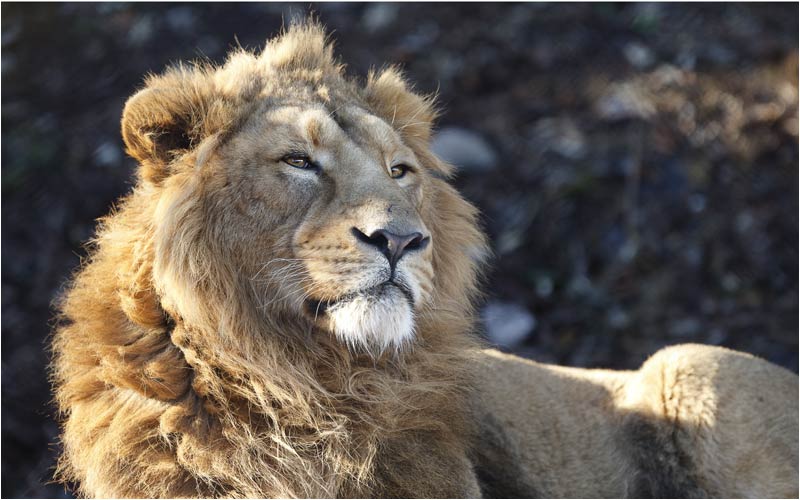 Radja, König der Loewe