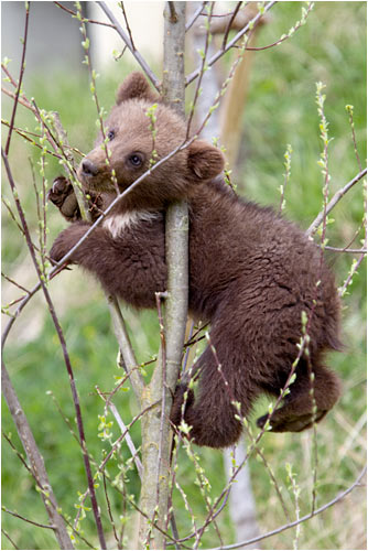 die Knospen sind sehr gut zum essen