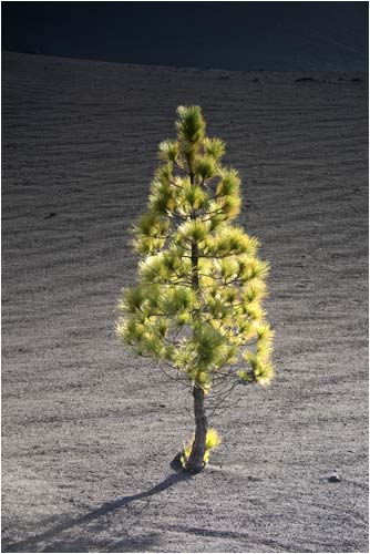  leben kann ist eine Bergpinie