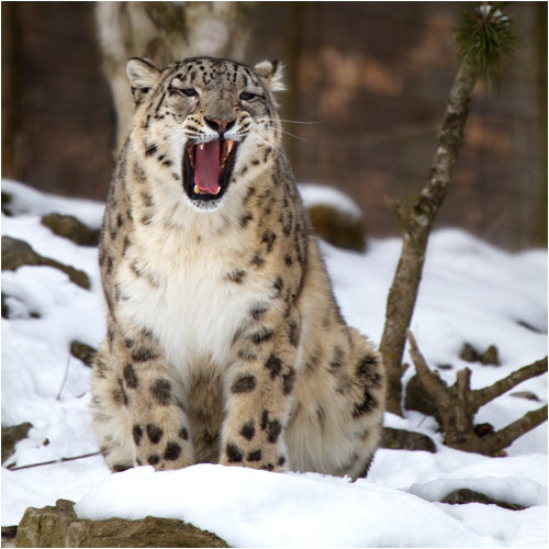 Endlich wieder mal  Schnee!