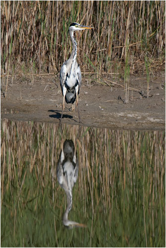 Graureiher sieht sich im Spiegel, Greiffensee