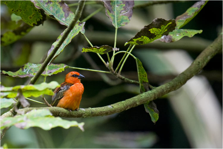 Madagaskarweber, Männchen
