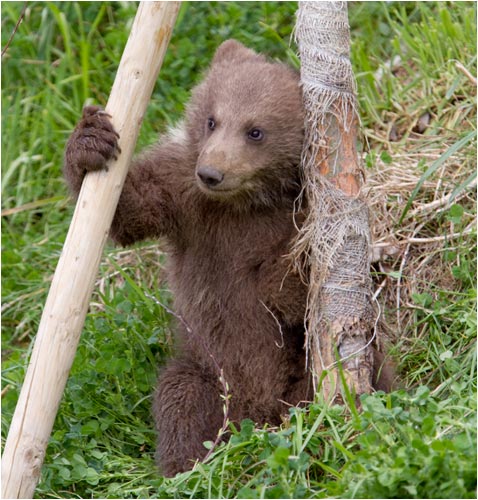 nein, ich bleibe hier und stehe Wache!