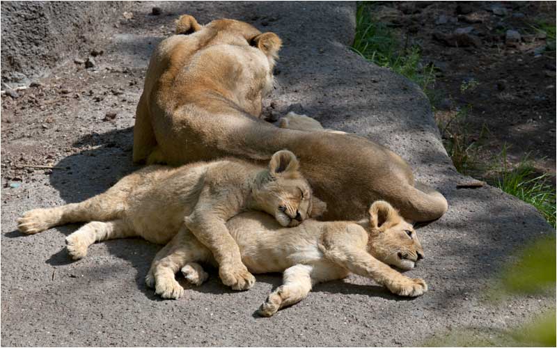  und Siesta gehören zum Alltag