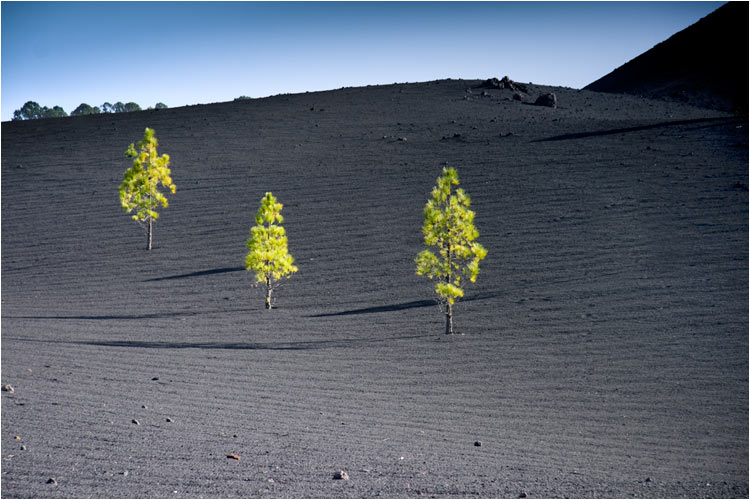 Die junge Piniennadel leuchten in der Sonne