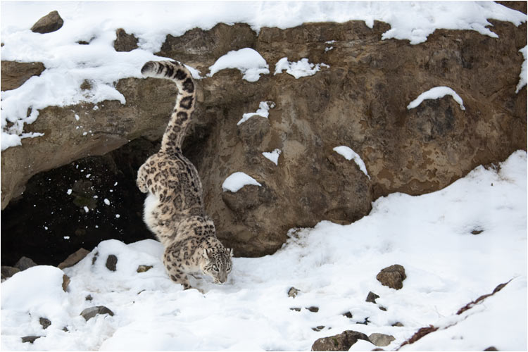 Dank des dicken Fells sind Schnee und Kälte kein Problem für diese Grosskatze