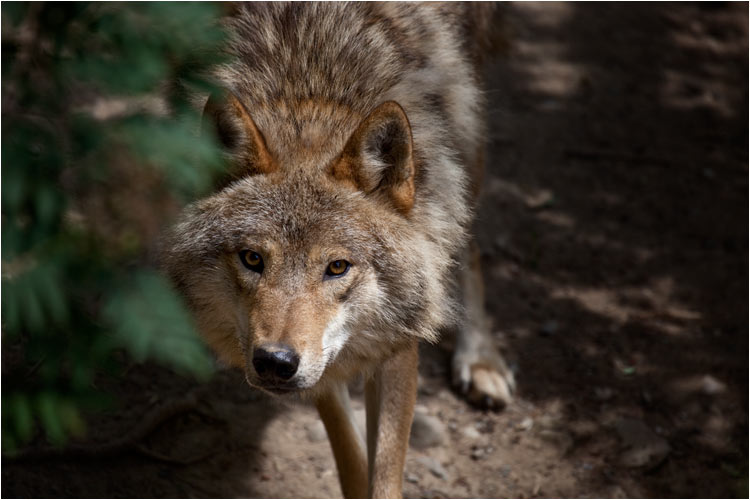 Es ist mein Revier, komm mir nicht zu nah!