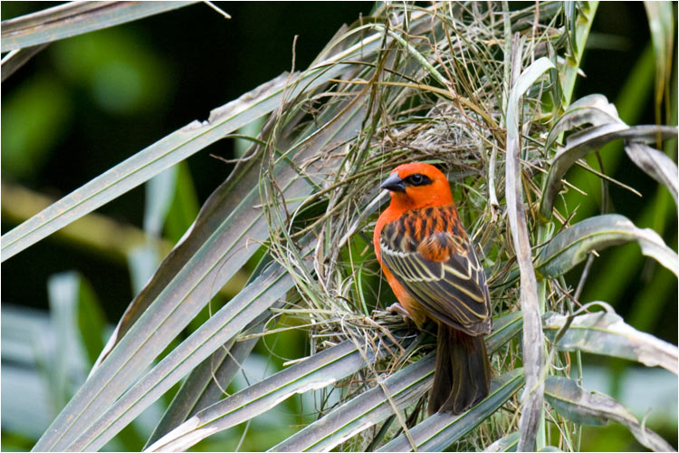 Madagaskarweber, Männchen beim Nestbau