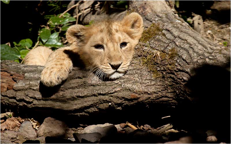 Sich im Unterholz zu verstecken