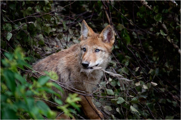 Siehst du, meine Auge verfärben sich langsam in Gelb