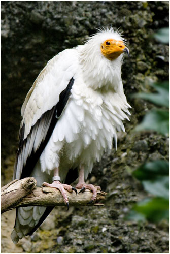 Schmutzgeier, besiedelt Gebirge sowie Flachland