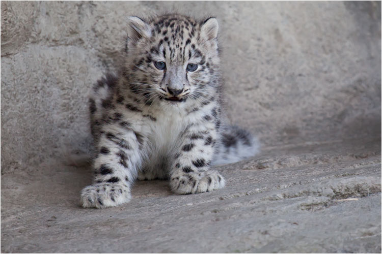 Mein Name ist Kailash und ich bin am 5. Mai 2010 geboren