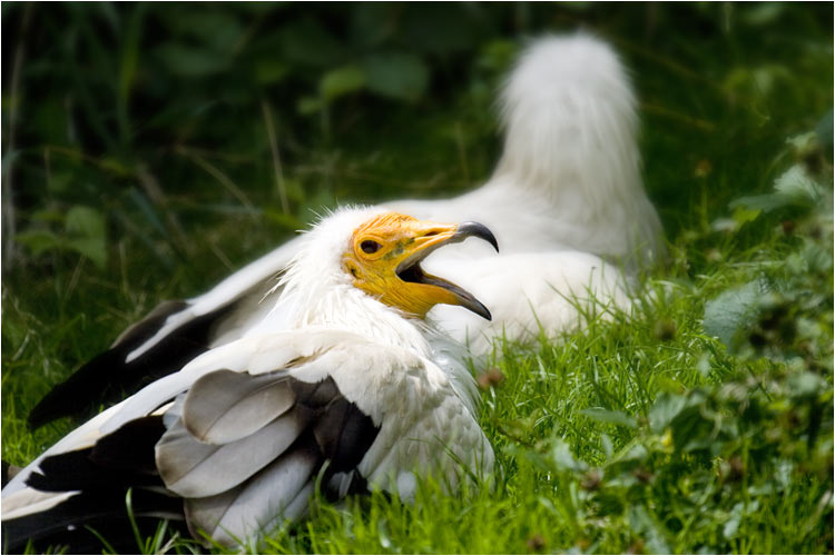 Der Schmutzgeier, isst Abfälle, Aas, Insekten, Eier, Schnecken