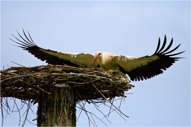 Weissstorch im Anflug