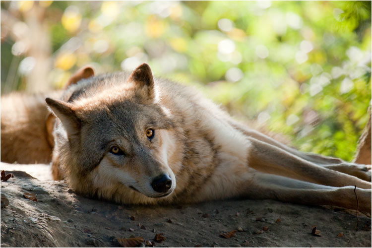  im Schatten diese Bäume rum zu liegend