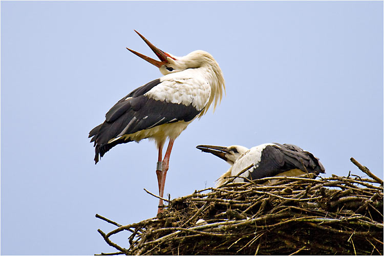 Weissstorch mit seinem Nachwuchs