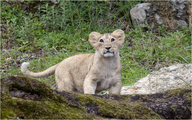 Ist es nicht eine schöne Katze?!