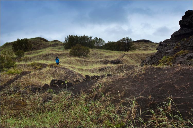 Die Vegetation nimmt wieder ihre Rechte auf die älteren Lavafeder ein. Region Myvatn