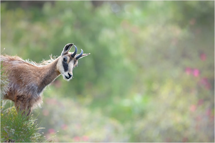 Gämse Berner Oberland