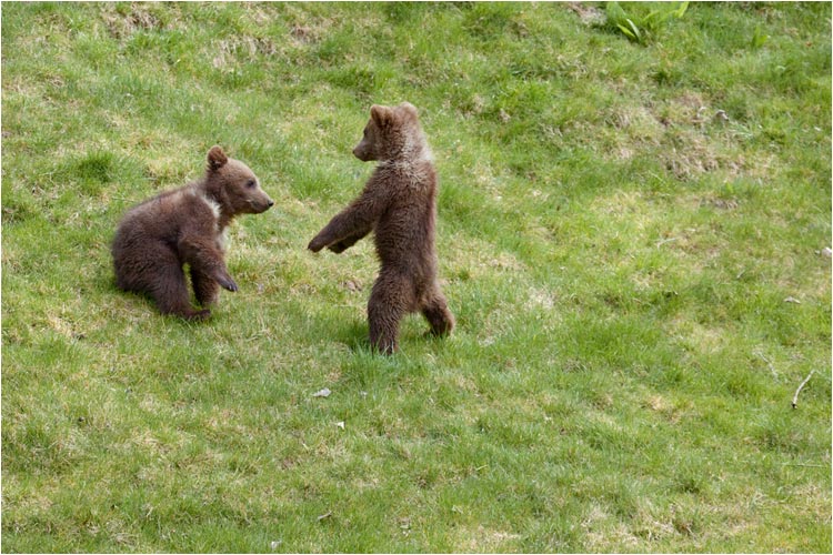 ich bin stärker als du