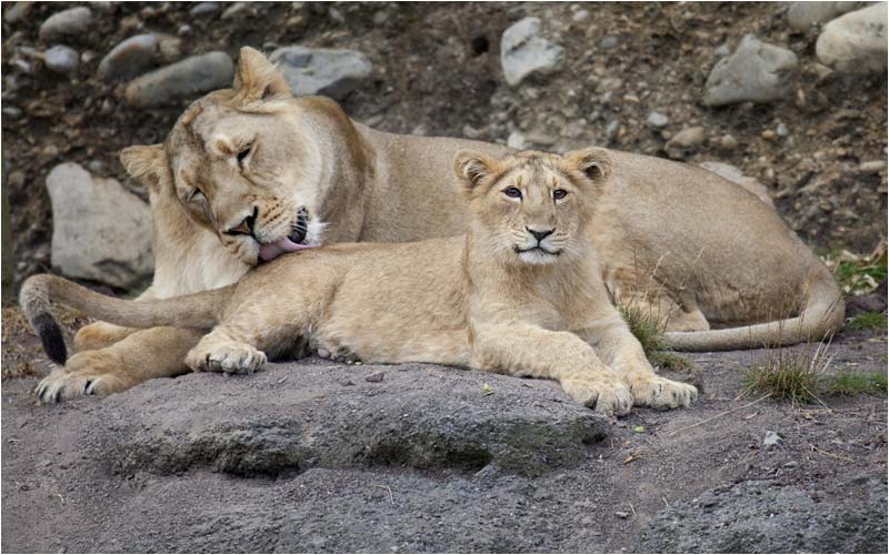 Mutter Joy (geb. 22.12.2003/Zoo Frankfurt) sorgt für die Toilette