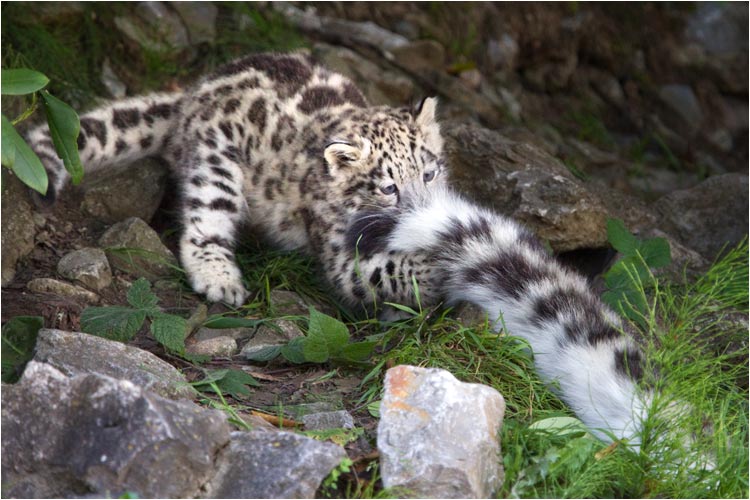 Ich habe dich erwischt