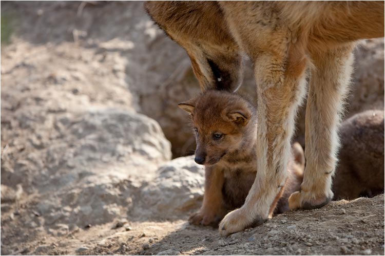 Hinter der Ohren ist es noch nicht ganz sauber